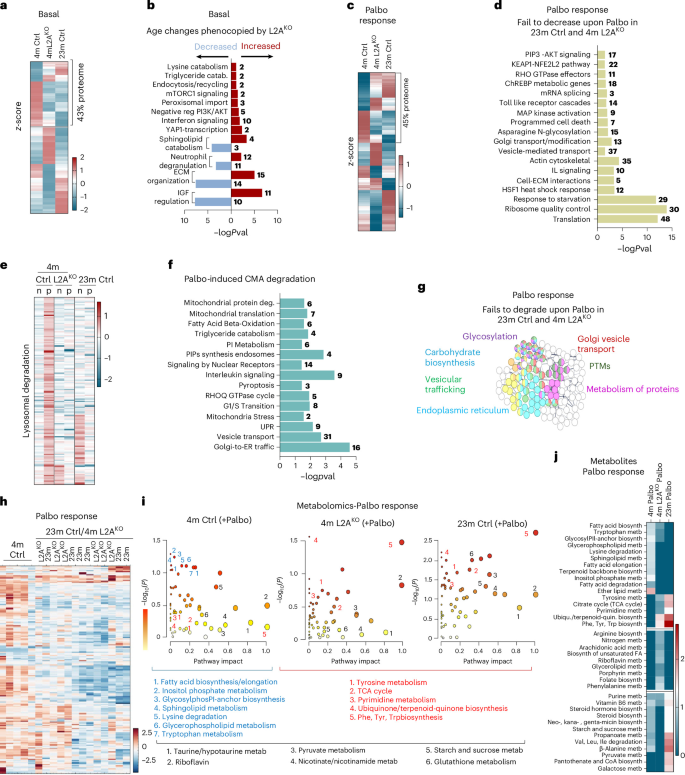 Fig. 2: CMA loss alters the proteome and metabolome of senescent cells.