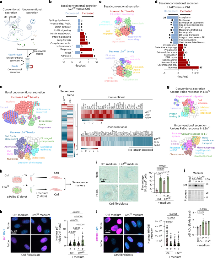 Fig. 3: CMA-defective cells display unique conventional and unconventional secretory phenotypes.