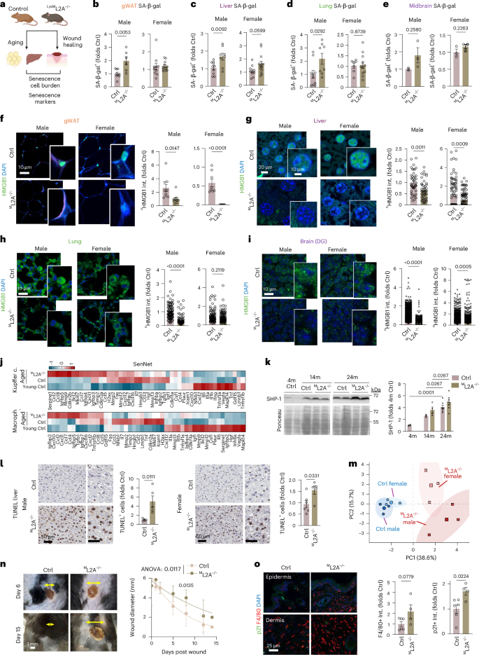 Fig. 5: Mice with CMA-defective macrophages display higher tissue senescent cell burden.
