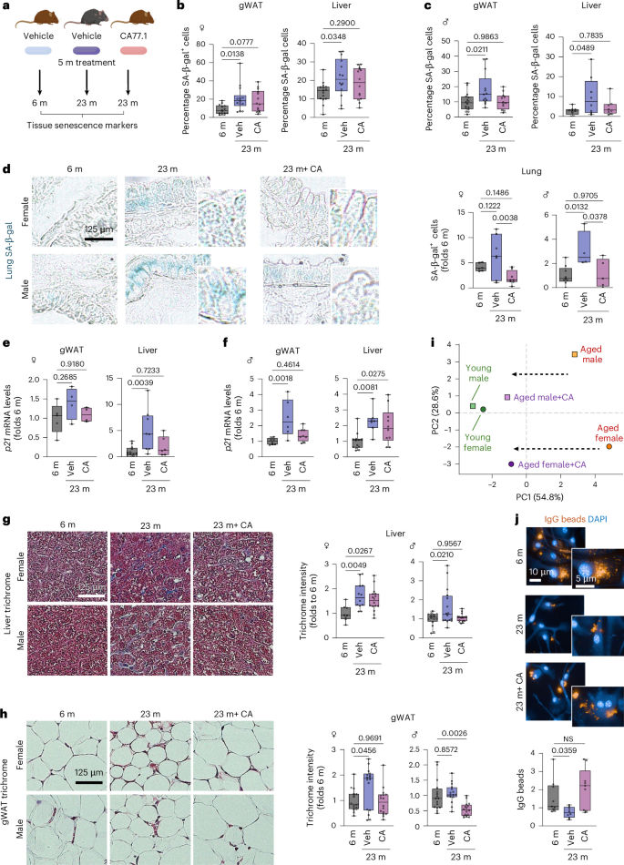 Fig. 6: Pharmacological activation of CMA reduces age-associated organ senescent cell burden.