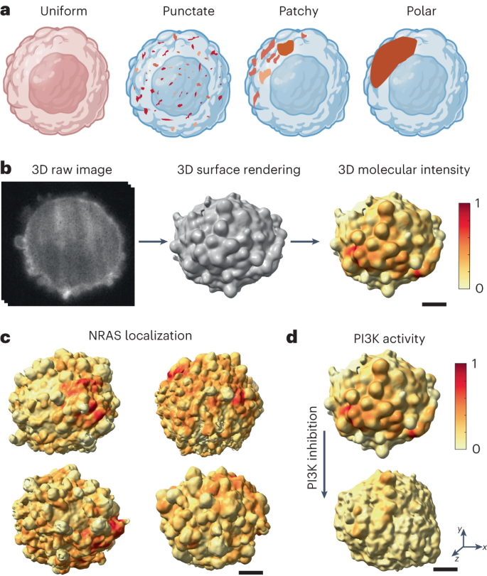 Cellular harmonics for the morphology-invariant analysis of molecular  organization at the cell surface | Nature Computational Science