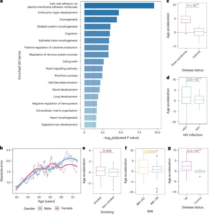 Fig. 3: Capturing aging-related biological processes and detecting accelerated aging with MAPLE.