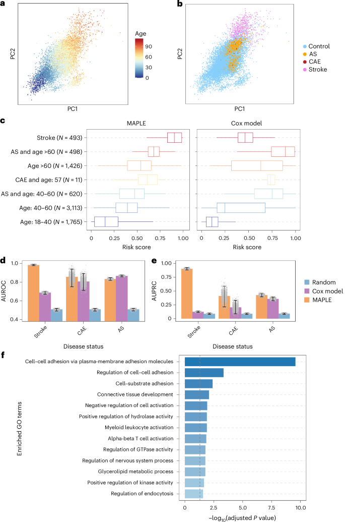Fig. 4: CVD risk estimation from DNAm data with MAPLE.
