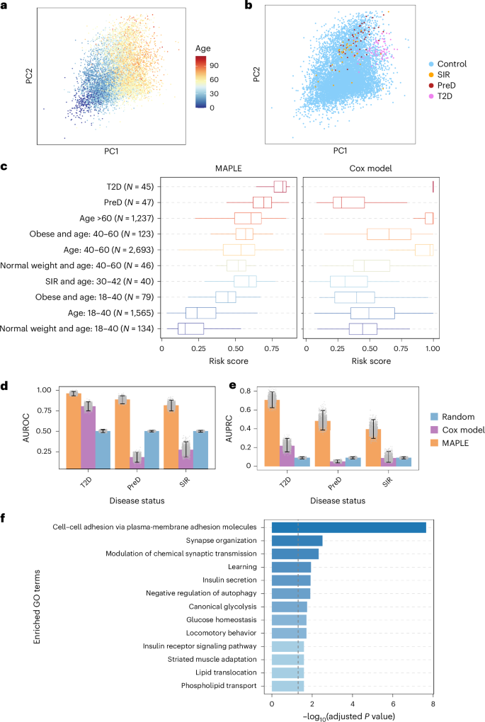 Fig. 5: T2D risk estimation from DNAm data with MAPLE.