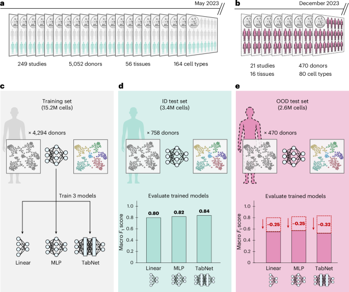 Fig. 1: Evaluating model generalization in continuously updated single-cell atlases reveals sharp OOD performance drops for the annotation task.