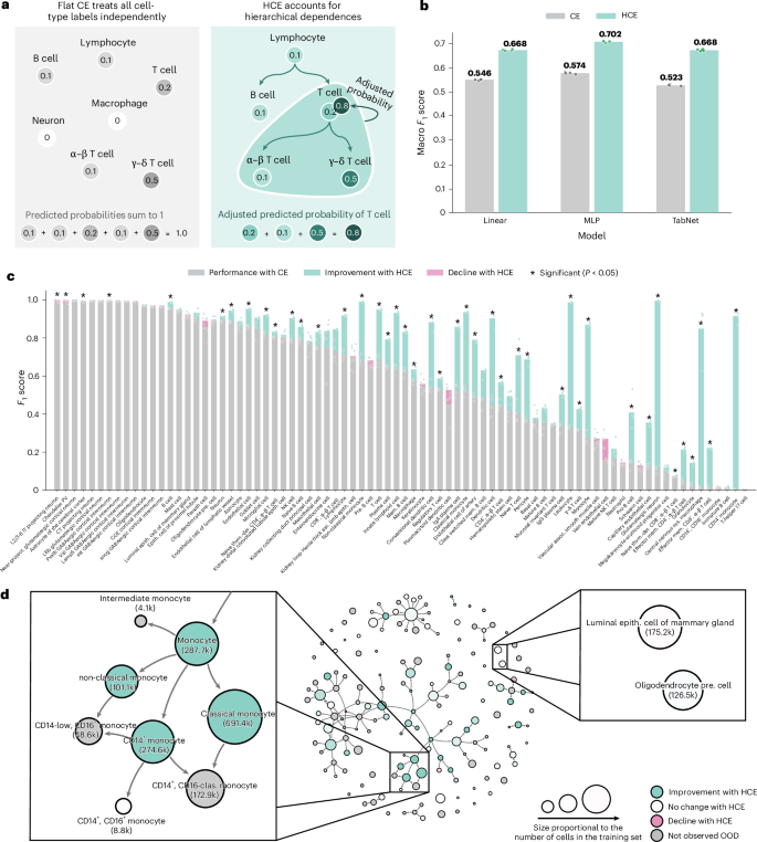 Fig. 2: HCE loss improves perfomances across architectures.