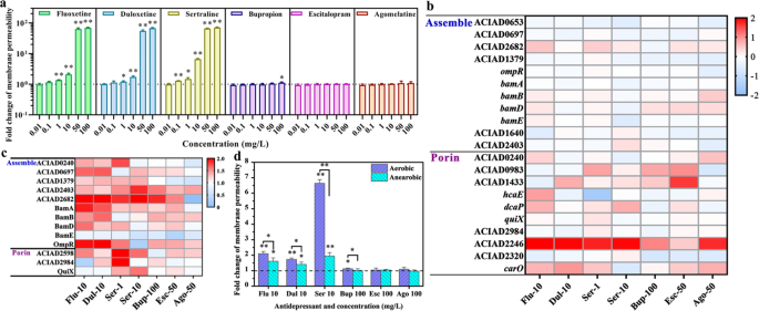 Fig. 3: Antidepressants increase the cell membrane permeability of A. baylyi ADP1.