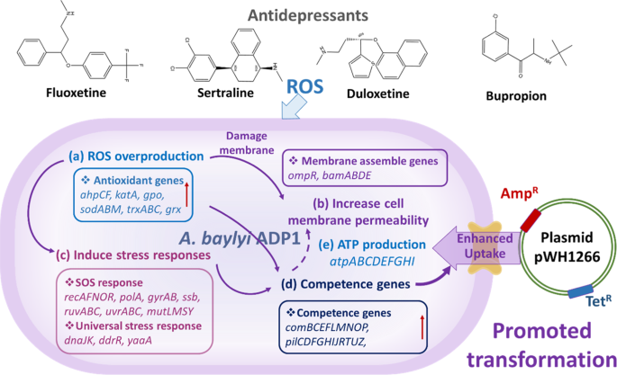 Fig. 5: Proposed mechanisms of antidepressants-promoted natural transformation of pWH1266 plasmid into A. baylyi ADP1.