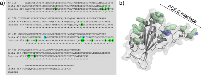 Fig. 4: Sequence alignment and structures of SARS-CoV-2 RBD variants.