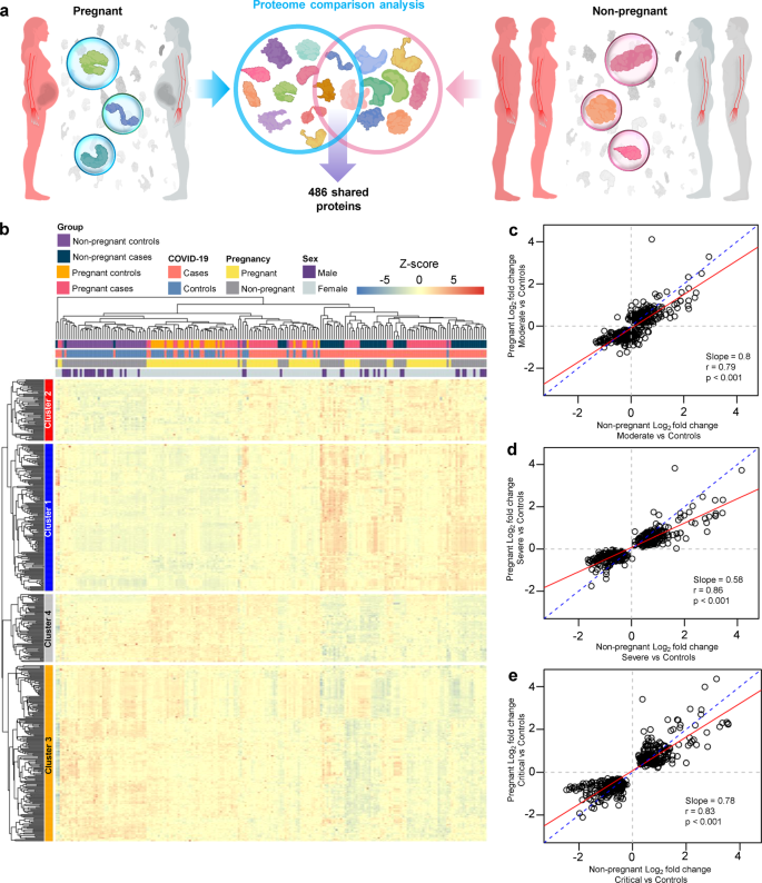 Fig. 4: The protein response to COVID-19 is dampened in pregnancy regardless of disease severity.