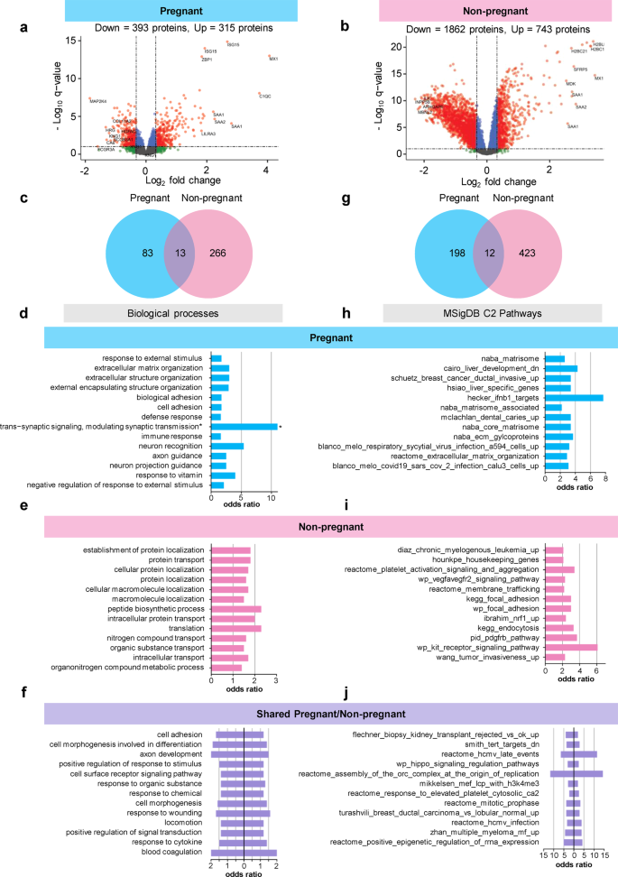 Fig. 5: The biological processes and pathways perturbed after COVID-19 differ between pregnant and non-pregnant patients.