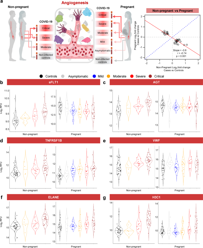 Fig. 6: COVID-19 drives distinct and shared angiogenic and inflammatory profiles in pregnant and non-pregnant individuals.