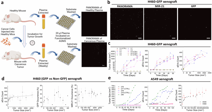 Fig. 3: Longitudinal monitoring of sEVs in mouse plasma.