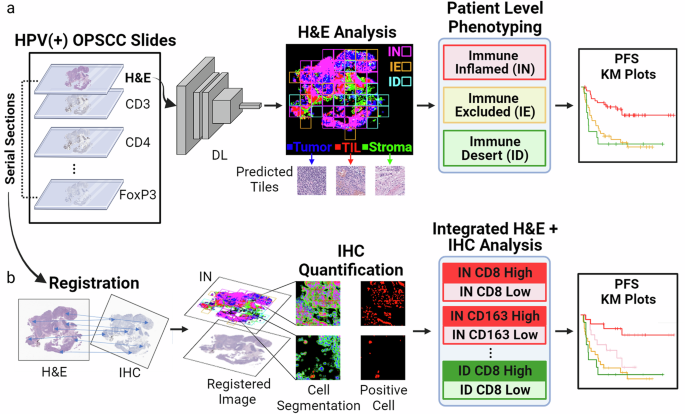 Fig. 1: Overview of the method and immune subtyping.