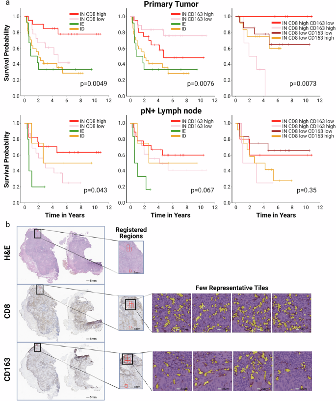 Fig. 3: Integrative H&E and IHC analysis for CD8 and CD163.