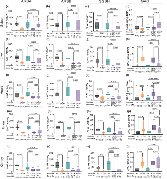 Fig. 2: HSCT results in partial restoration of sulfatase activity.