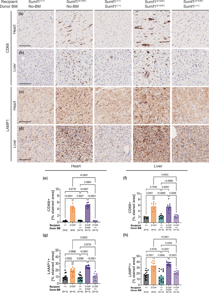 Fig. 3: Reduced systemic inflammation and lysosome pathology in Sumf1(S153P) mice after HSCT.