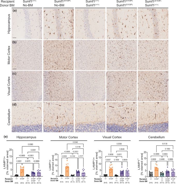 Fig. 6: Brain lysosomal pathology is not corrected by HSCT.