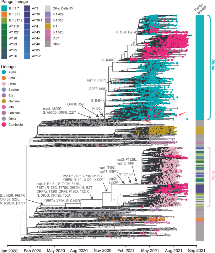 Spatiotemporal evolution and transmission dynamics of Alpha and Delta ...