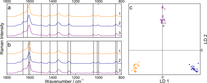 Fig. 4: Raman spectroscopic analysis of sex-specific differences in urine pools.