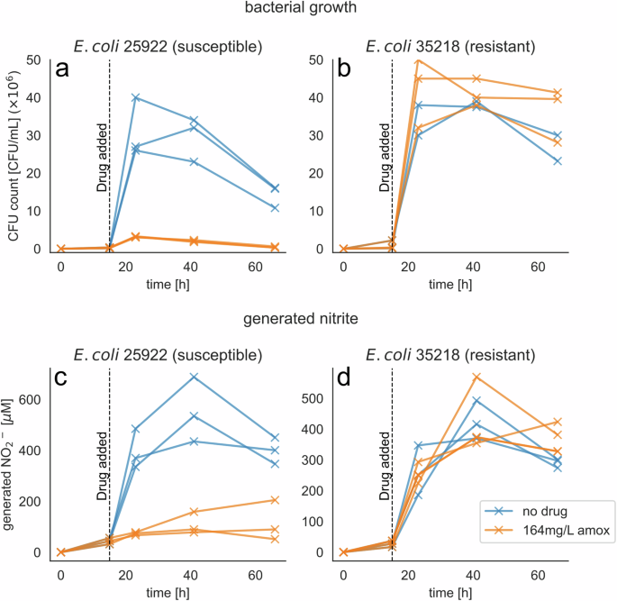 Fig. 1: Bacterial growth and generated nitrite of susceptible and resistant E. coli in artificial urine.
