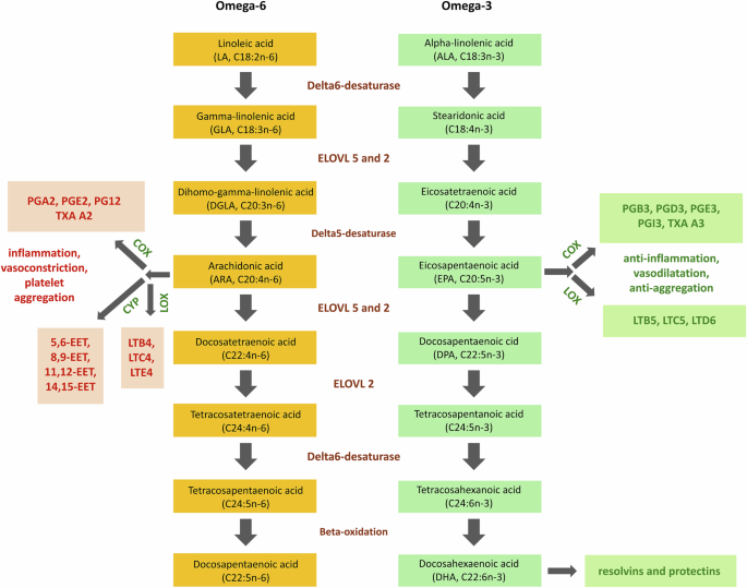 Fig. 1: The shared biochemical pathway for omega-6 and omega-3 processing.