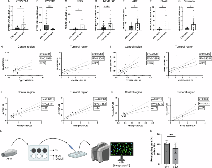 Fig. 1: Overexpression of CYP27A1 and downregulation of CYP7B1 in LUAD cells of patients lead to 27-hydroxy-cholesterol accumulation and activated pathways that drive progression and metastasis through NFkB p65, AKT, SNAIL, and Vimentin.