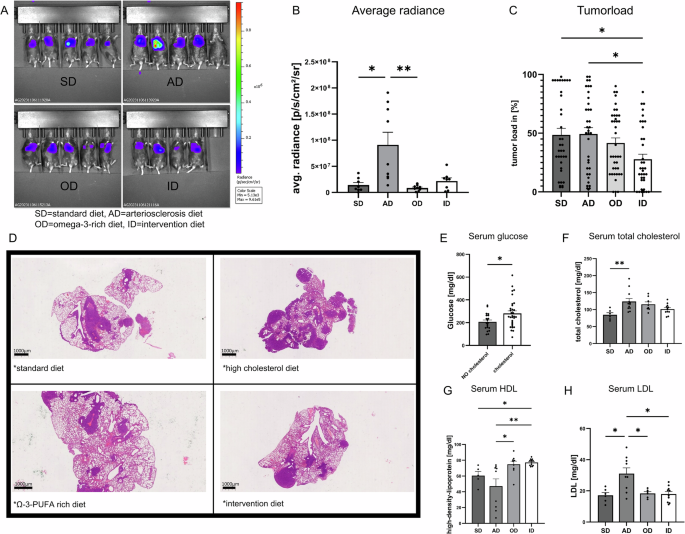 Fig. 3: Cholesterol promotes tumor growth and progression in vivo.