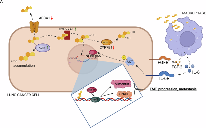 Fig. 7: Overview of cholesterol and its metabolite 27-hydroxycholesterol pathways in lung cancer cells.