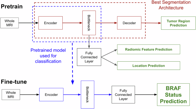 Fig. 3: Overview of the pipeline for our best-performing BRAF status classification model, which uses semiautomatic whole tumor volume segmentations, radiomic feature values, and tumor locations for pretraining.