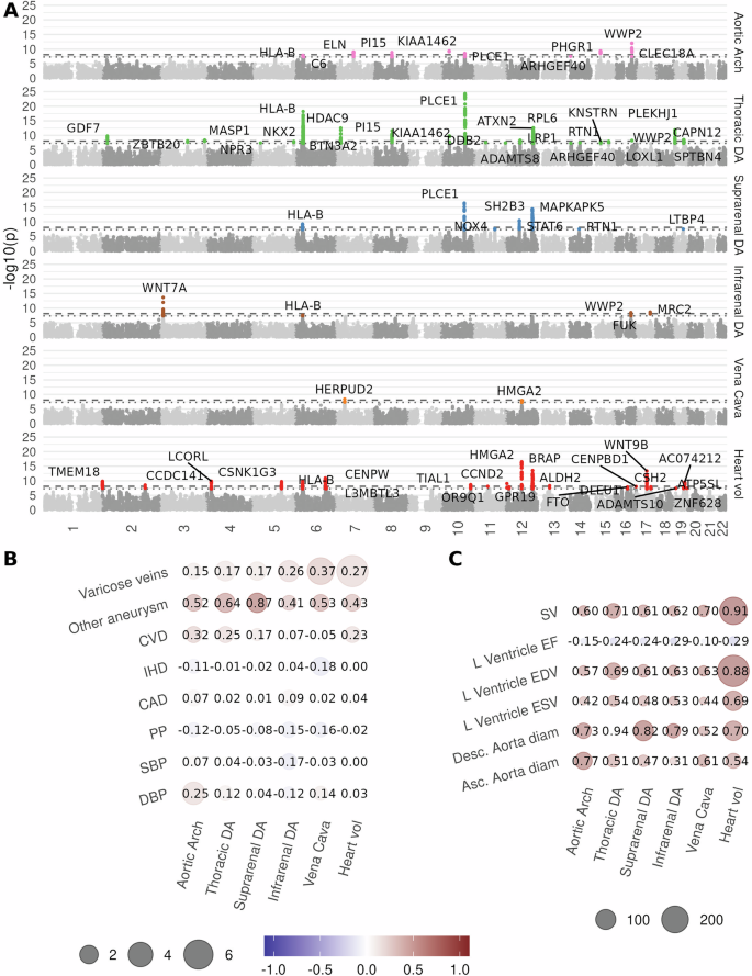Fig. 4: Genetic associations with abdominal IDPs.