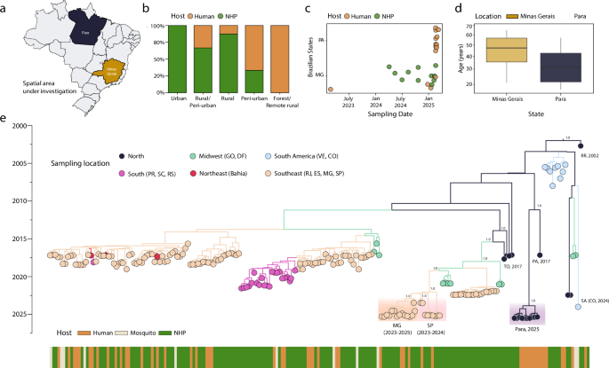 Fig. 1: Genomic and epidemiological characterization of YFV cases in Pará and Minas Gerais, Brazil (2023–2025).