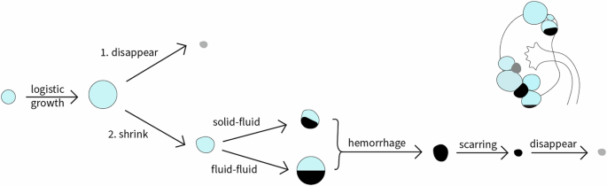 Fig. 4: Natural history of&nbsp;ADPKD renal cysts.