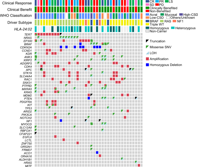 Fig. 3: Oncoprint of driver gene mutations of pre-ICI treatment melanoma samples.