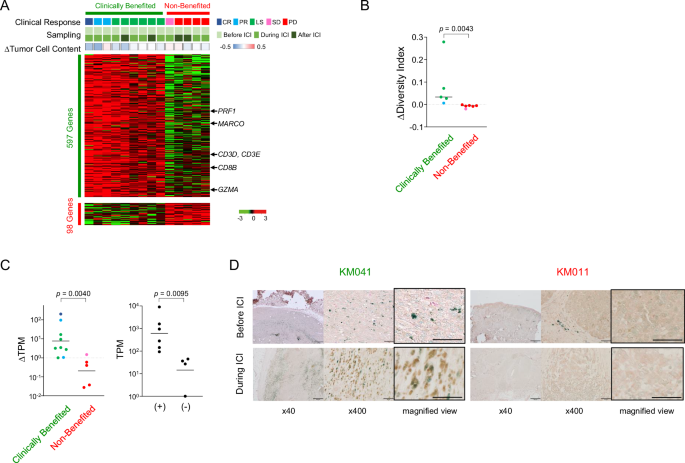 Fig. 6: Altered gene expression by ICI treatment.
