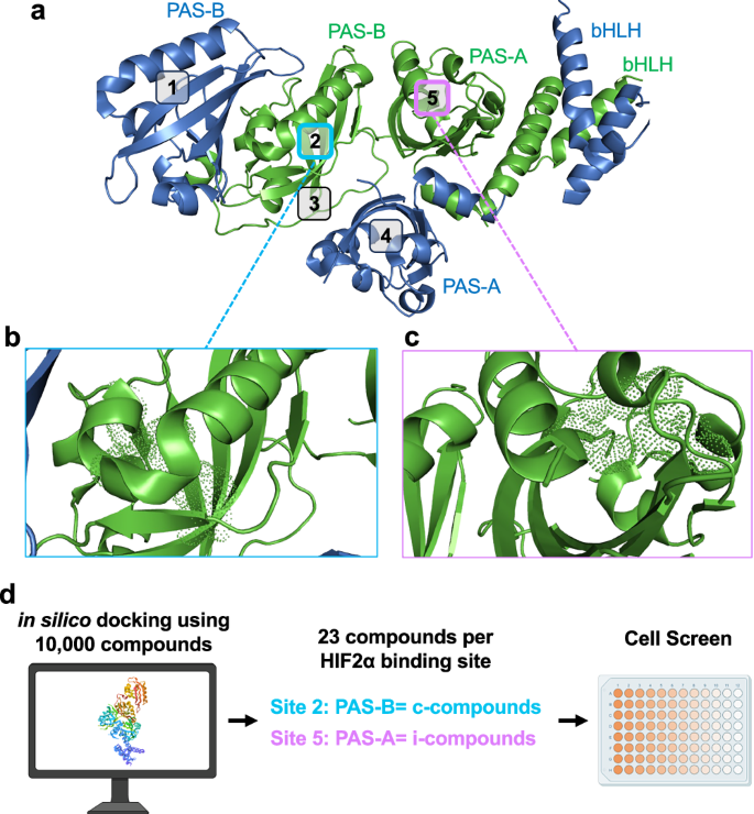Fig. 1: Screening and identification of a HIF2α antagonist.
