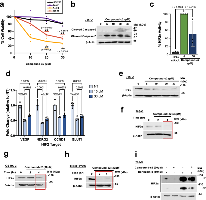 Fig. 2: Compound-c2 mediated inhibition and proteasomal degradation of HIF2α.