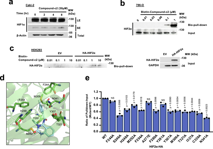 Fig. 3: Specificity and selectivity of Compound-c2 for HIF2α.