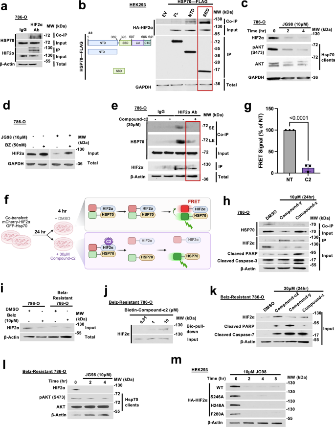 Fig. 5: Compound-c2 disrupts Hsp70 chaperoning of HIF2α.