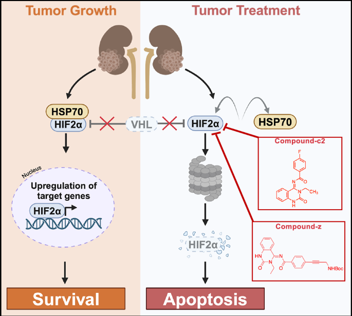 Fig. 6: Compound-c2 targets HIF2α to induce apoptosis in kidney cancer.