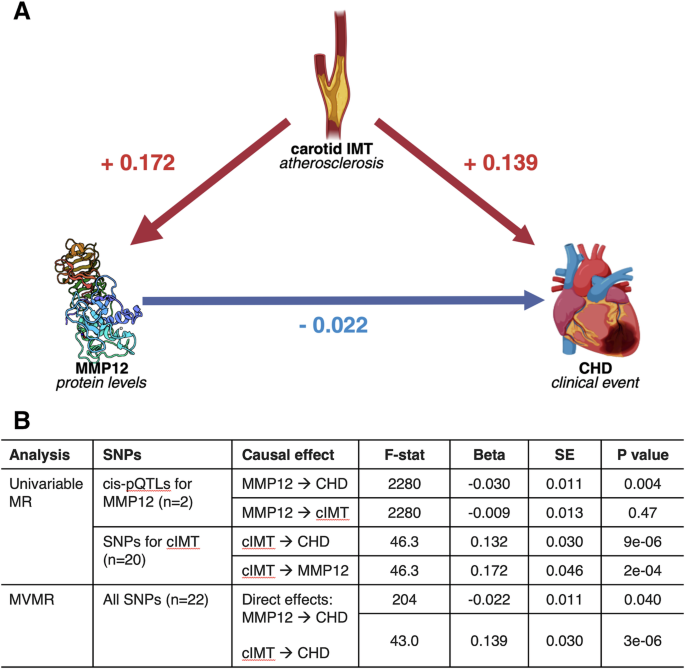 Fig. 3: Multivariable Mendelian Randomization for MMP12, cIMT, and CHD.