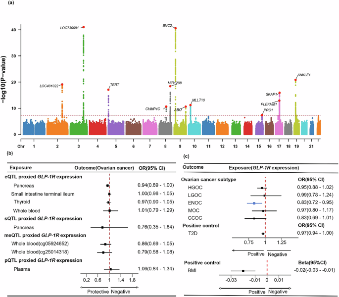 Fig. 2: Genome-wide association study of ovarian cancer and Mendelian randomization analyses of genetically predicted GLP-1R expression with ovarian cancer risk.
