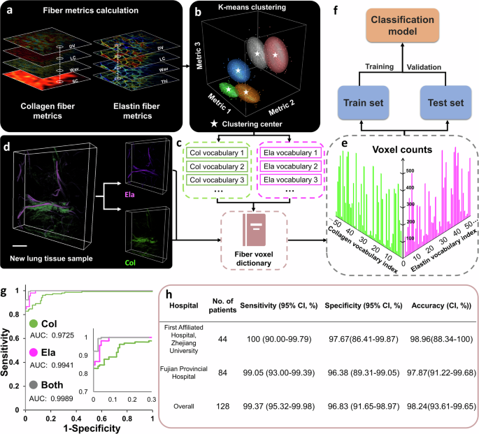 Fig. 3: Construction and application of fiber voxel dictionary.