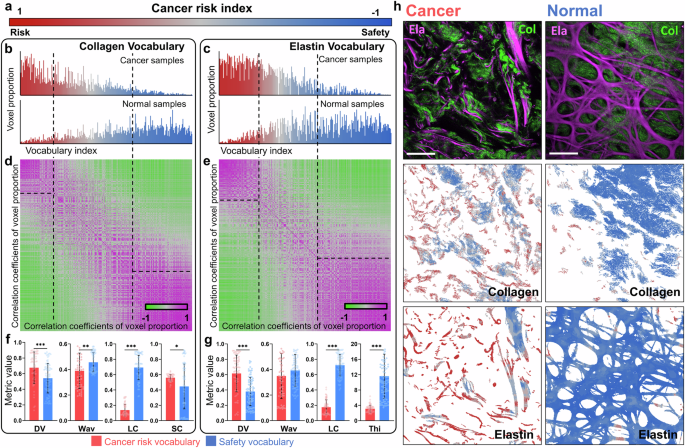 Fig. 4: Cancer risk assessment through fiber voxel vocabularies.
