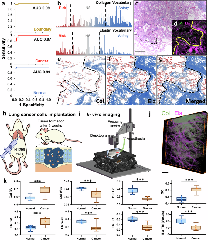 Fig. 5: Analysis of tumor boundary via AI-ECM and demonstration of translational potential via in vivo imaging of mouse model harboring human lung cancer.