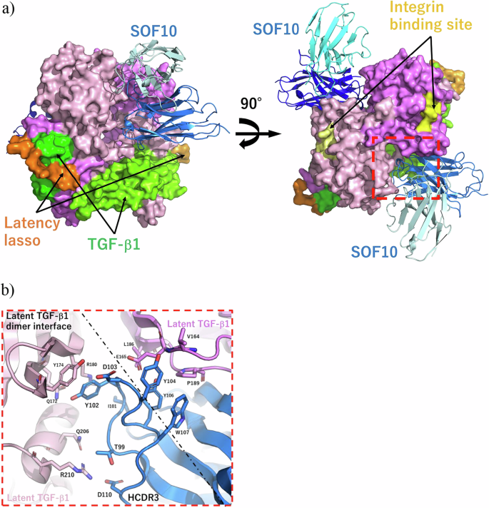 Fig. 2: Analysis of the human latent TGF-β1–SOF10Fab complex crystal structure.