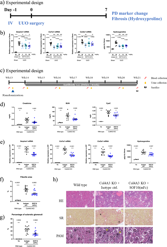 Fig. 4: SOF10 shows antifibrotic activity and ameliorates kidney function in kidney models.