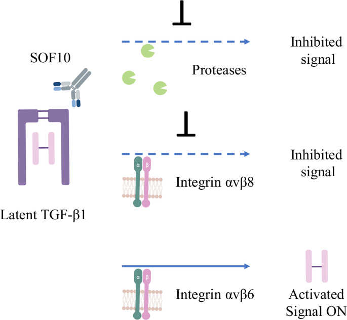 Fig. 6: Therapeutic mechanism of SOF10.