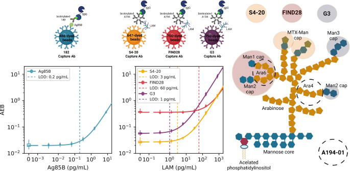 Fig. 1: Multiplexed Simoa assays to quantify Ag85B and LAM in urine.
