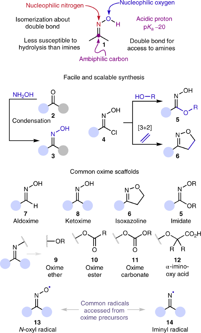 Reactivity of oximes for diverse methodologies and synthetic applications |  Nature Synthesis